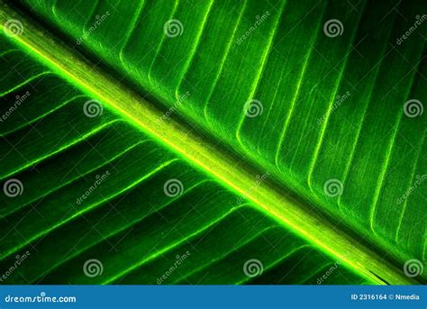 Banana leaf texture stock photo. Image of life, diagonal - 2316164