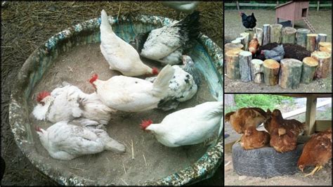 6 Clever Chicken Dust Bath Ideas - The Owner-Builder Network