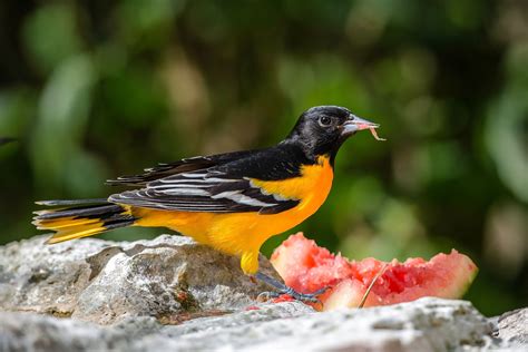 10 Fun Facts About the Baltimore Oriole | Audubon