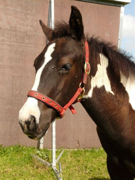 Horse,anatomy,skeleton,bones,torso - free image from needpix.com