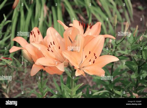 Red peach blossom hi-res stock photography and images - Alamy