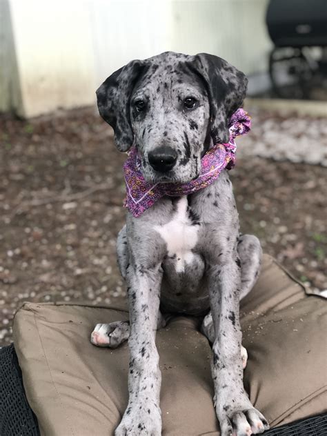 Merle Great Dane Puppy | Merle great danes, Great dane puppy, Great dane