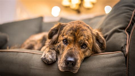 DOG FACTS: Why Does My Dog Lay Behind Me on the Couch?