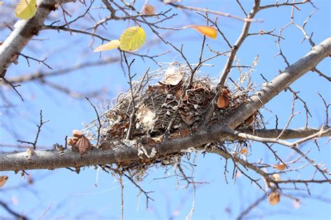 Build a Bird Nest Science Project - Frugal Fun For Boys and Girls