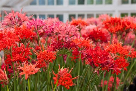 Guernsey lillies at Candie Gardens. Guernsey Channel Islands, Guernsey Island, African Plants ...