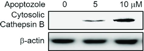 Detection of cytosolic cathepsin B | Download Scientific Diagram