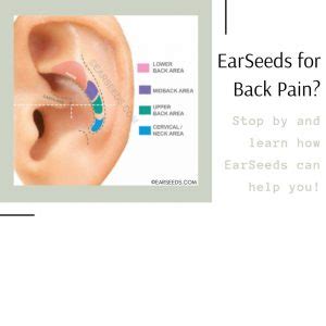 earseeds for back pain | Ear Seeds Products