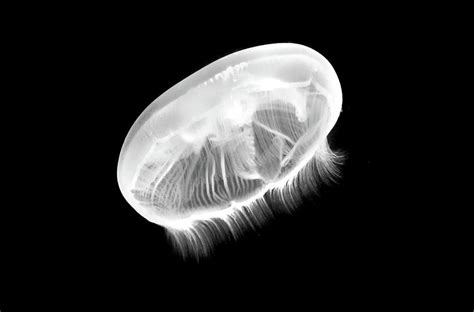 Moon Jellyfish In Black And White Photograph by Miroslava Jurcik - Fine Art America