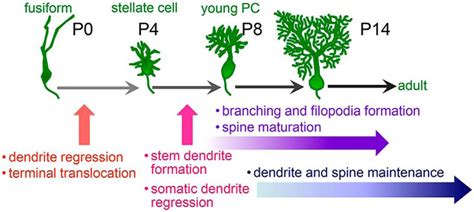 RORα Regulates Multiple Aspects of Dendrite Development in Cerebellar ...