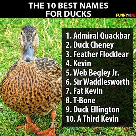 10 Best Names for Ducks | Anka