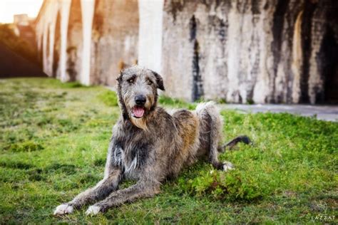 Gray Irish Wolfhound laying down at Fort Pickens at sunset during Epic ...