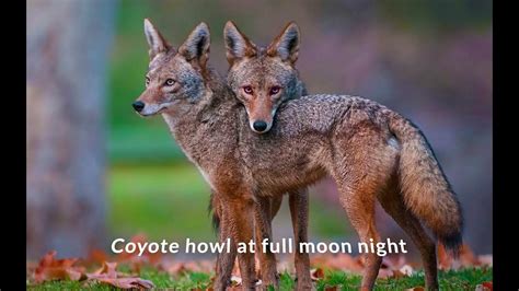 Coyotes All Sound Effect In a video - Coyotes Sound All - YouTube