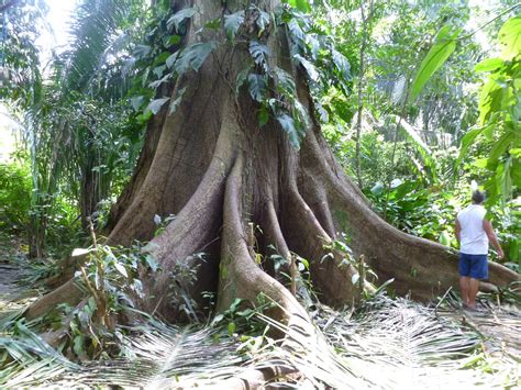 GringaTicaCostaRica: The Magnificent Ceiba Tree