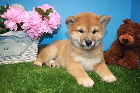 Shiba-Inu Puppies For Sale - Long Island Puppies