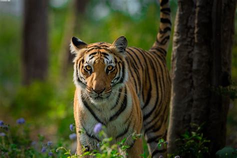 5 Reasons to Visit Jim Corbett National Park - Tiger Safari India