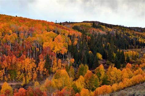 Pando, The Tree Colony That's The Heaviest Organism On Earth