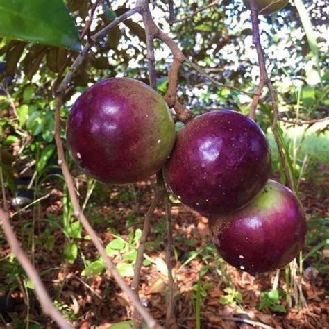 Star Apple (Chrysophyllum cainito) tropical fruit tree 2'-3' » Tropical ...