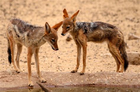 Black Backed Jackal - Mammals - Africa...