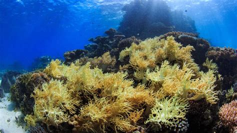 Great Barrier Reef Coral Reef Seaweed