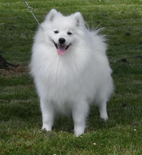 Japanese Spitz - Puppies, Rescue, Pictures, Information, Temperament, Characteristics | Animals ...