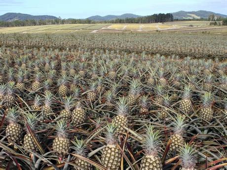 Research in Queensland to help strengthen the future of the Australian pineapple industry