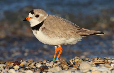 Piping Plover Habitat Protection – Superior Watershed Partnership ...