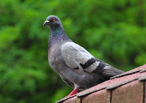 WWI Carrier Pigeon Message Found in France