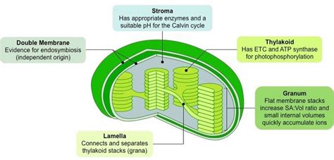 chloroplast - بحث Google‏ | Chemical energy, Biochemistry, Biology plants