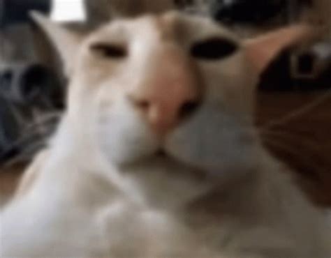 Guh Funny Cat Meme - Guh Funny Cat Goofy Ahh - Discover & Share GIFs