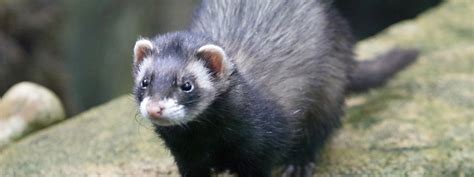 European Polecat | Wildwood Group