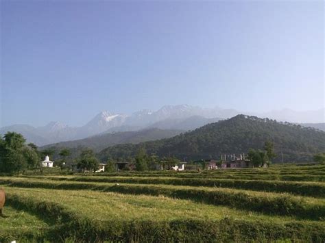 Palampur Tea Gardens - 2021 All You Need to Know BEFORE You Go (with ...