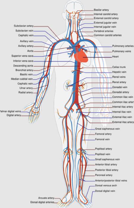 Cooperativa spiare Prevenzione inferior vena cava function Le Alpi ambiente Testardo