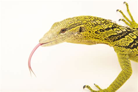 10 Cheerfully Bright Yellow Reptiles To Make Your Day Better