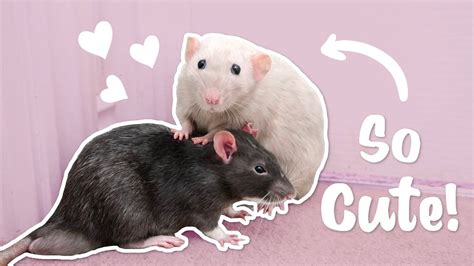 Cute Pet Rats Grooming