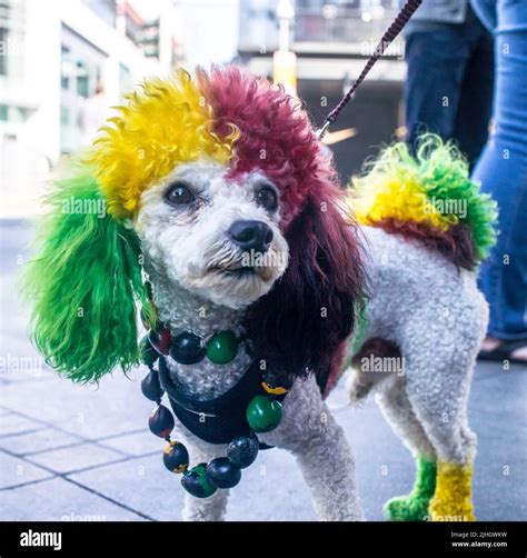 Promi-Hund Ali der Rasta Pup, gesehen in Santa Monica, ca. Gefärbter ...