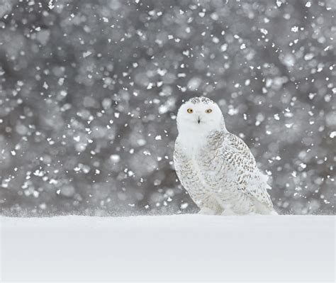 Snowy Owl Video – Bing Wallpaper Download