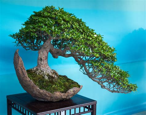 The Japanese Art of Bonsai Makes Mini Gods of Us!