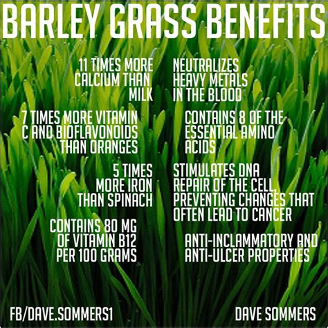 Natural Cures Not Medicine: Barley Grass Benefits