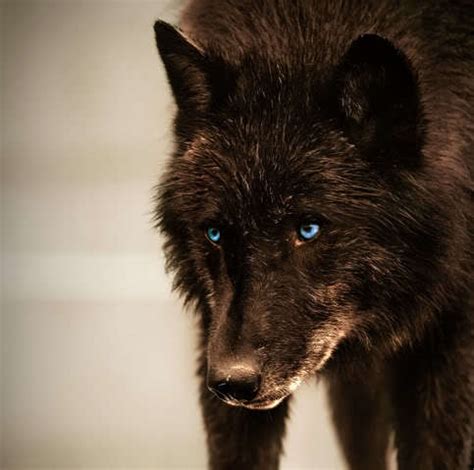 Handsome black wolf. - Amazing Wolves Photo (36734956) - Fanpop