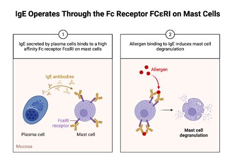 IgE Operates Through the Fc Receptor FCεRI on Mast Cells | BioRender ...