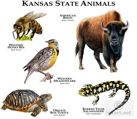 Kansas State Animals | Animal posters, Animal facts, State birds