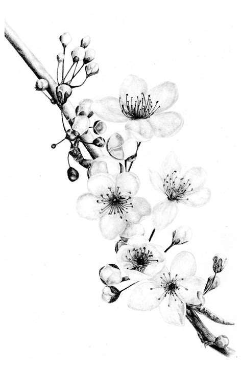 Simple Plum Blossom Drawing(Achromatic scheme) #realistic #flower # ...