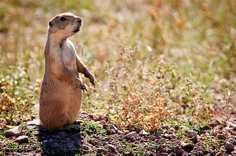 Dakotagraph: Know your South Dakota wildlife