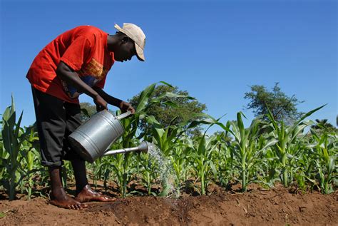 Finding the sweet spot of Africa’s agriculture - Ventures Africa