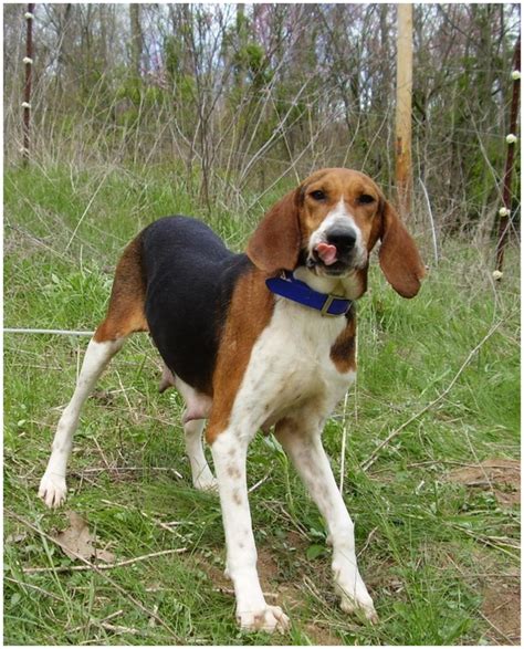 Treeing Walker Coonhound - Facts, Pictures, Puppies, Rescue ...