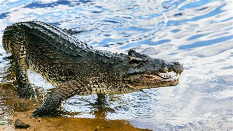 Cuba's endangered leaping crocodile