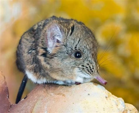 Elephant Shrew | African Wildlife Foundation