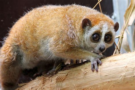 Pygmy Slow Lorises: Meet them at Zoo Leipzig!