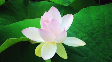 3840x2160 resolution | shallow focus photography of pink Lotus flower HD wallpaper | Wallpaper Flare
