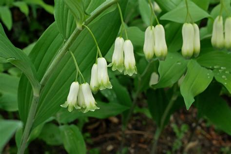 Polygonatum multiflorum